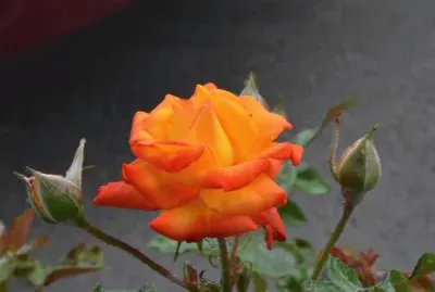 rose