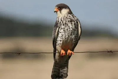Falco dell 'amur