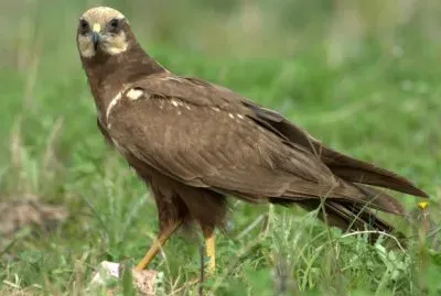 Falco di palude
