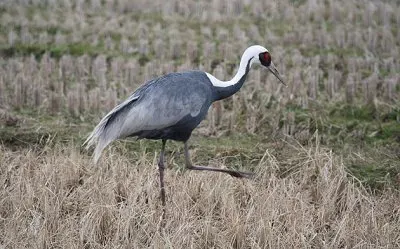 פאזל של Gru nucabianca