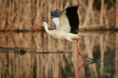 פאזל של Gru siberiana