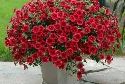 פאזל של imagem