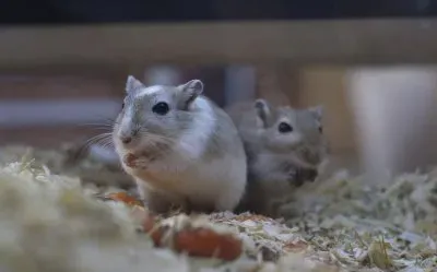 Gerbillo jigsaw puzzle