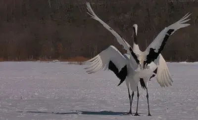 פאזל של Gru di manciuria