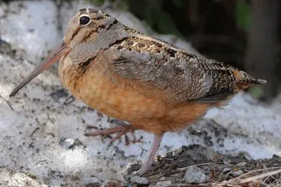 פאזל של Beccaccia americana