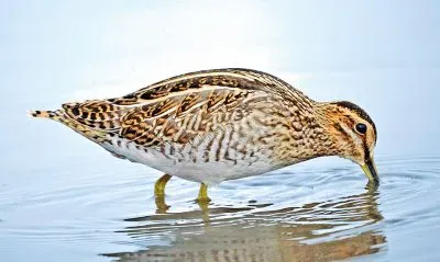 פאזל של Beccaccino di swinhoe