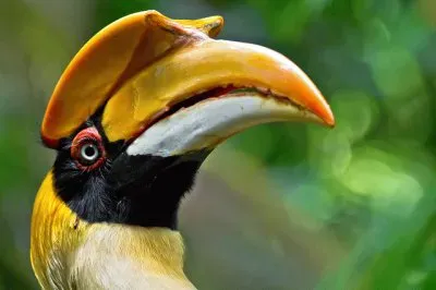 פאזל של Bucero bicorne