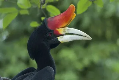 פאזל של Bucero rinoceronte