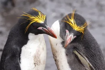 פאזל של Pinguino reale