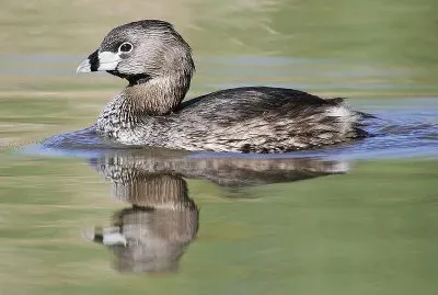 פאזל של Podilimbo