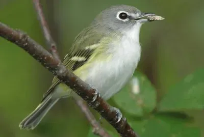 פאזל של Vireo occhirossi