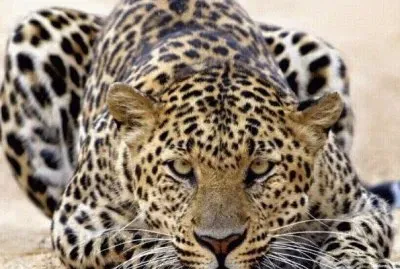 פאזל של DE TODO UN POCO