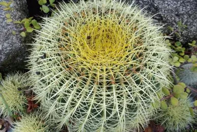 cactus 7