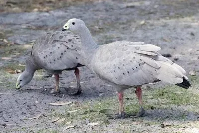 פאזל של Oca cereopside