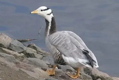 פאזל של Oca a testa barrata