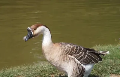 פאזל של Oca africana