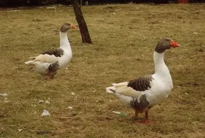 פאזל של Oca alsazia