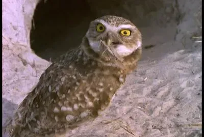 פאזל של Civetta delle tane