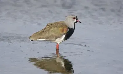 פאזל של Pavoncella alibronzate