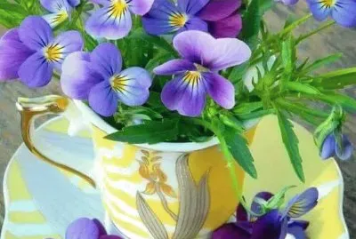 פאזל של teacup flowers