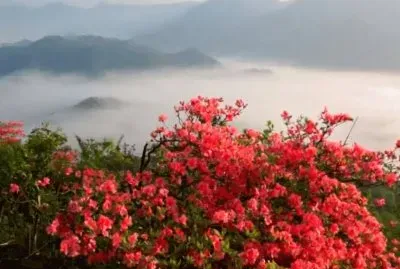 Cherry Blossoms in East Asia