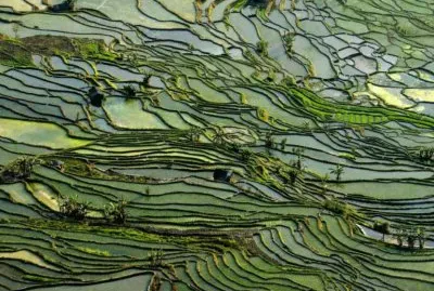 Rice Terraces in Honghe