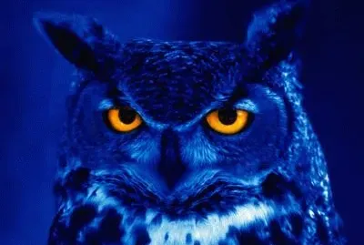 Buho azul jigsaw puzzle