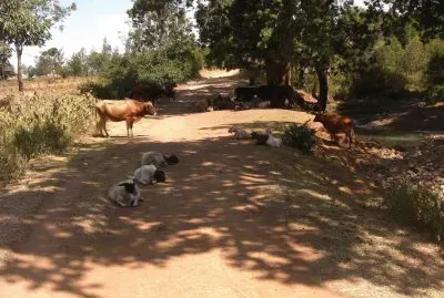 NANYUKI