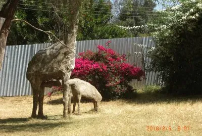 NANYUKI