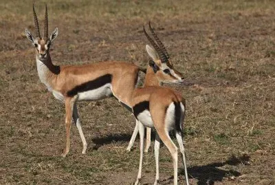 פאזל של Antilope africana