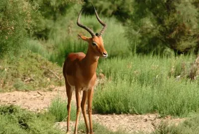 פאזל של Antilope