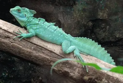 פאזל של Basilisco verde
