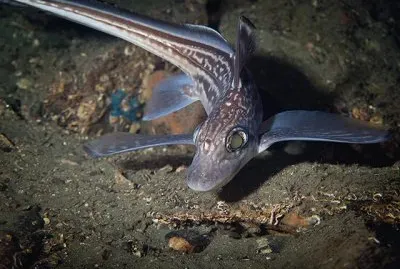 Chimera mostruosa jigsaw puzzle