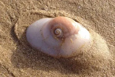 Mollusco