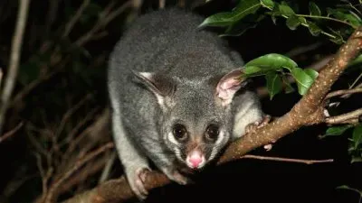 Tricosuro volpino jigsaw puzzle