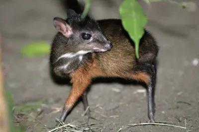 Tragulida jigsaw puzzle