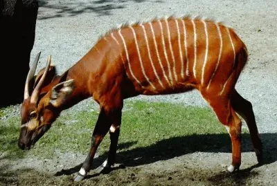 Bongo