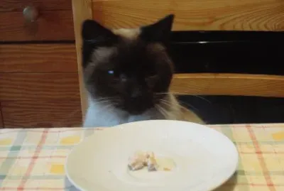 misette jigsaw puzzle