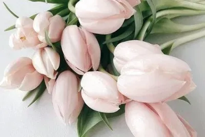 פאזל של tulips