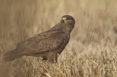 פאזל של Aquila anatraia minore