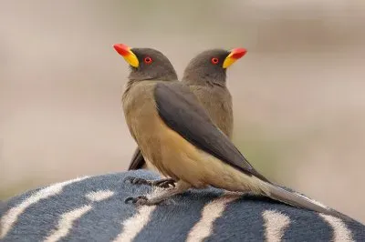 פאזל של Bufaga dal becco giallo