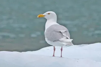 פאזל של Gabbiano glauco