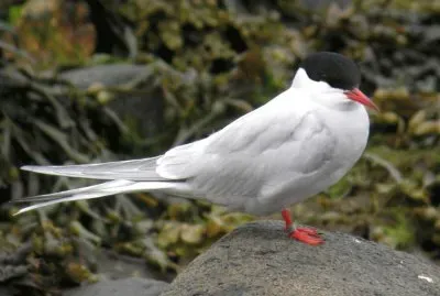 פאזל של Sterna artica