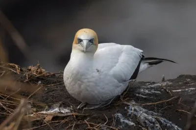 פאזל של Sula del capo