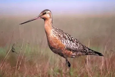 פאזל של Pittima minore