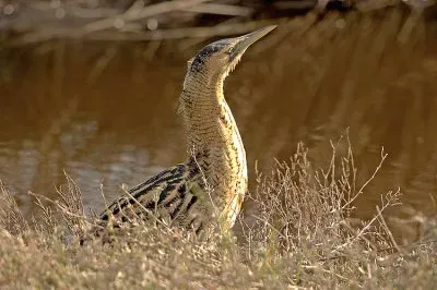 פאזל של Tarabuso