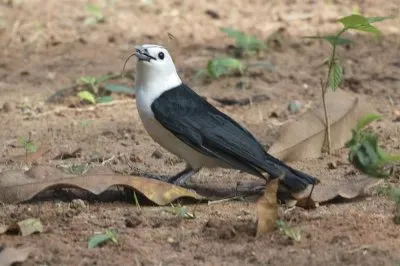 פאזל של Vanca testabianca