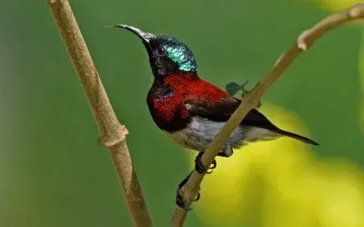 פאזל של Nettarinia dorsocremisi