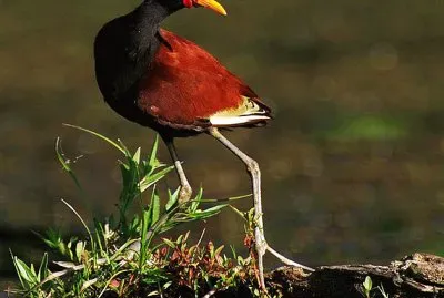 פאזל של Jacana caruncolata