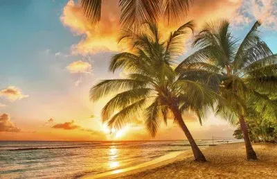 Palmtree